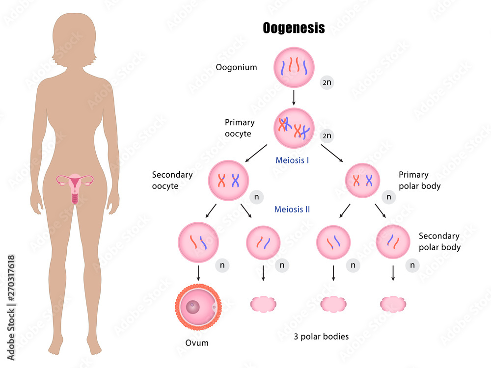 Canvas Prints female reproductive system and oogenesis vector esp10