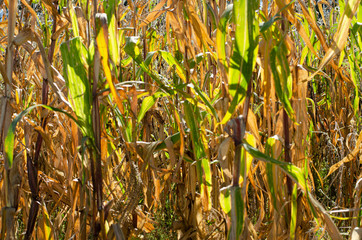 Milpas de maiz