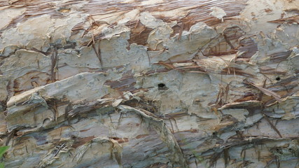 wood motif, wood texture can be used as the background of a picture