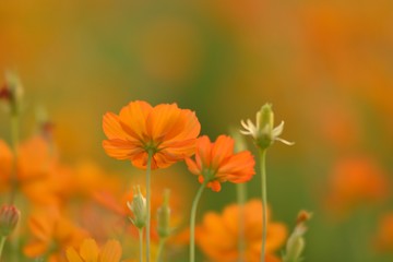 yellow cosmos flowers in the field,during sunset in spring season,Nature background.