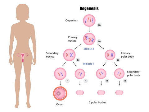 Female reproductive system and oogenesis vector ESP10