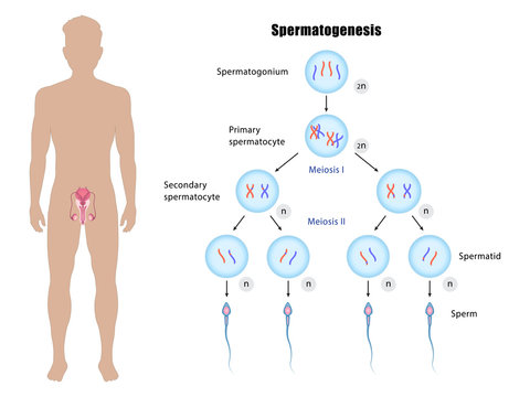 Male reproductive system and spermatogenesis