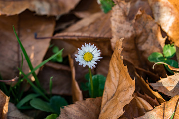 yellow flowers on green background