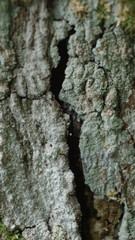 wood motif, wood texture can be used as the background of a picture