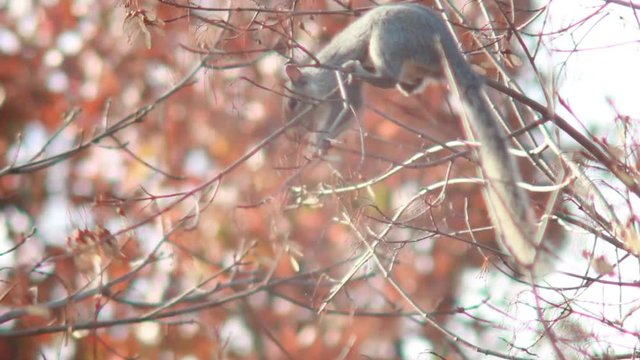 Squirrel eating in a tree