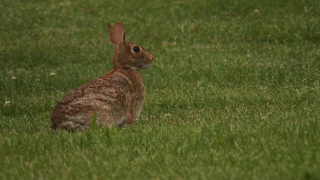 close up of a rabbit grazing in a field