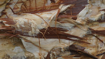 wood motif, wood texture can be used as the background of a picture