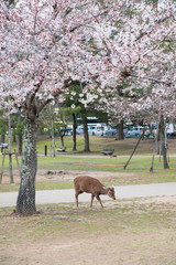 奈良公園の鹿と桜　２０１９年４月