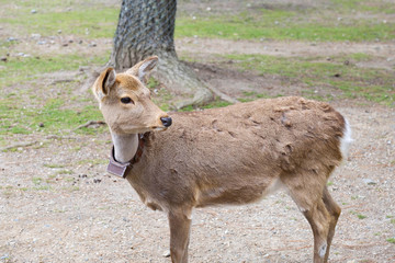 首輪をつけた鹿　奈良公園