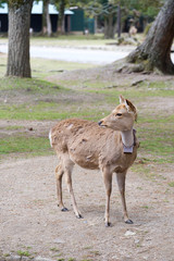 首輪をつけた鹿　奈良公園