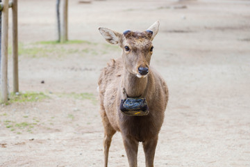 首輪をつけた鹿　奈良公園