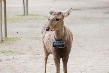 首輪をつけた鹿　奈良公園