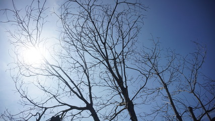 silhouette of a tree branch with sunlight and a blue sky