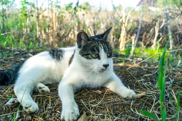 Striped cat lies in the green grass on the street