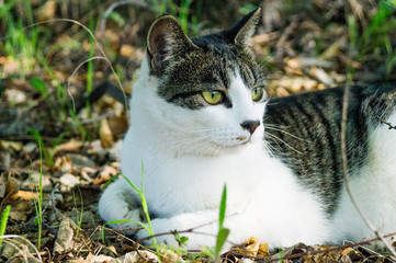 Striped cat lies in the green grass on the street