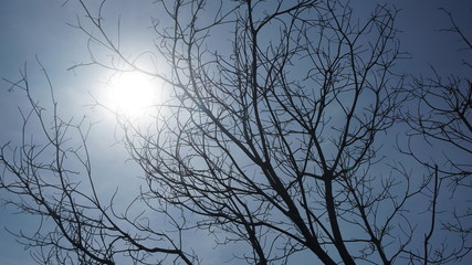 silhouette of a tree branch with a background of sunlight and a rather dark sky