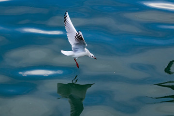 seagull flying over sea