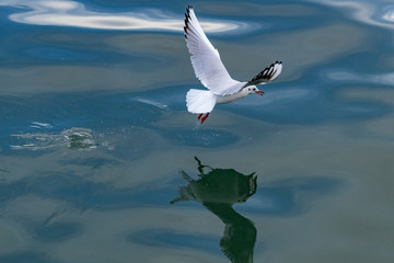 seagull flying over sea