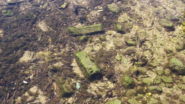 Fish in shallow and calm water, near the mouth of Amadorio River in La Vila Joiosa.