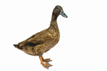 Brown Khaki Campbell duck on a white background.