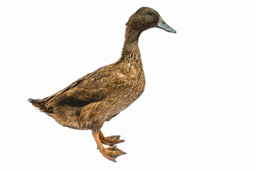 Brown Khaki Campbell duck on a white background.