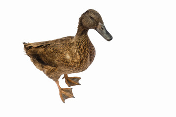 Brown Khaki Campbell duck on a white background.