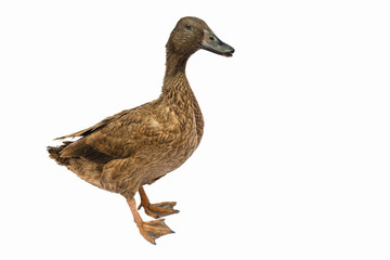 Brown Khaki Campbell duck on a white background.