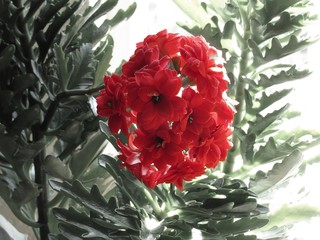 Red Red flowers