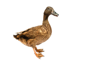 Brown Khaki Campbell duck on a white background.