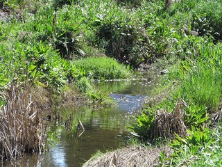 Trickling Stream