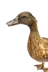 Brown Khaki Campbell duck on a white background.