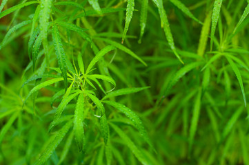 Closeup nature view of Marijuana plant green leaf medical use For education With the summer under sunlight . Natural green plants landscape using as a background or wallpaper.