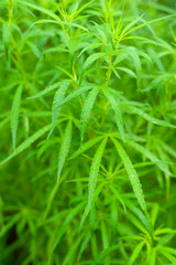 Closeup nature view of Marijuana plant green leaf medical use For education With the summer under sunlight . Natural green plants landscape using as a background or wallpaper.