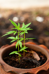 Closeup nature view of Marijuana plant green leaf medical use For education With the summer under sunlight . Natural green plants landscape using as a background or wallpaper.