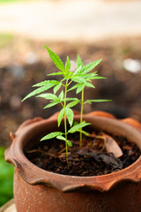 Closeup nature view of Marijuana plant green leaf medical use For education With the summer under sunlight . Natural green plants landscape using as a background or wallpaper.