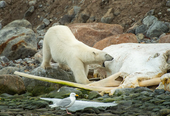 Polar bear/s on a sperm whale