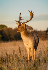 Stag of Richmond