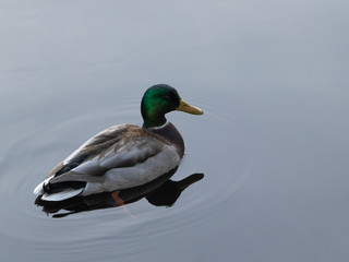 Mallard duck on still pond of water