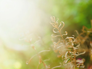 Fototapeta premium spring background with flowers and leaves