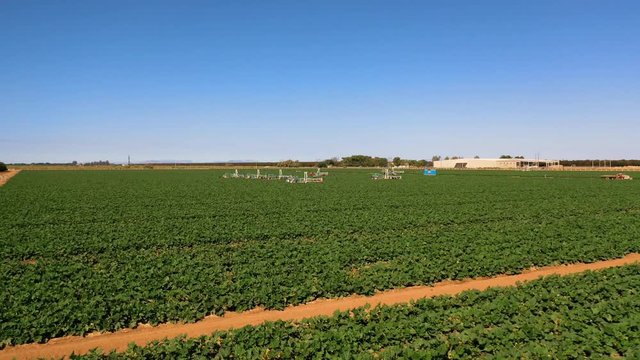 Fields of lettuce with tractors. air flight