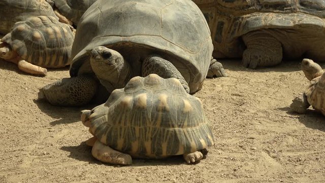 日光浴をするアルダブラゾウガメとホウシャガメ / The Aldabra giant tortoises and the Radiated tortoises sunbathing together, 4K