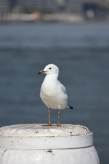Seagull on white wooden post