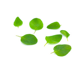 Fresh origano branch leaf on white background