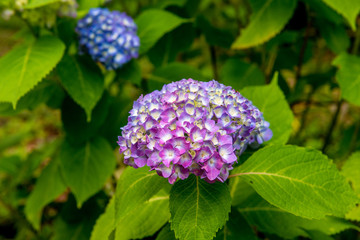 若宮八幡のアジサイ