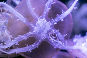 Close-up Jellyfish, Medusa in fish tank with neon light. Jellyfish is free-swimming marine coelenterate with a jellylike bell- or saucer-shaped body that is typically transparent.