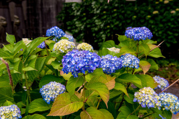 若宮八幡のアジサイ