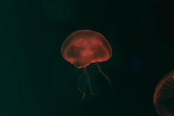 Fototapeta premium Close-up Jellyfish, Medusa in fish tank with neon light. Jellyfish is free-swimming marine coelenterate with a jellylike bell- or saucer-shaped body that is typically transparent.