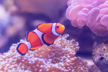 Fototapeta na wymiar Close up beautiful fish in the aquarium on decoration of aquatic plants background. A colorful fish in fish tank.