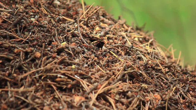 anthill and its inhabitans ants
