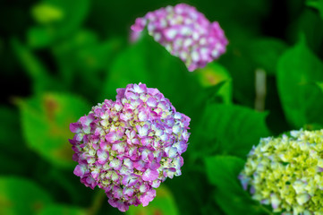 若宮八幡のアジサイ